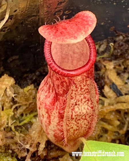 Texas Triffid Ranch Nightmare Weekends Before Christmas carnivorous plant open houses